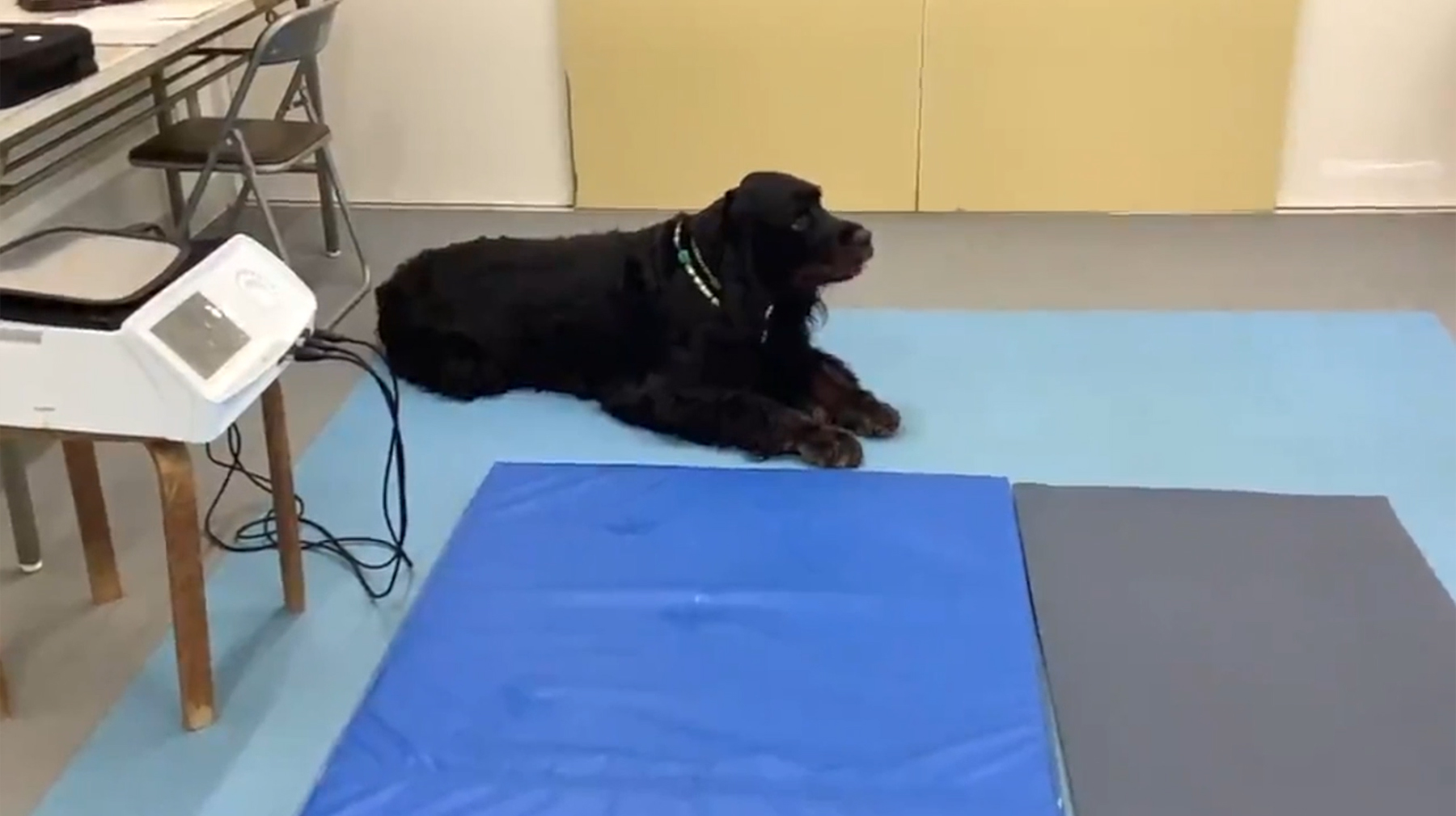 ✨美品✨INDIBAインディバER42セット　ホットウォーマーおまけ付き！ 2025年最新】インディバ ER42の人気アイテム - メルカリ